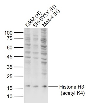 Histone H3 (acetyl K4) antibody