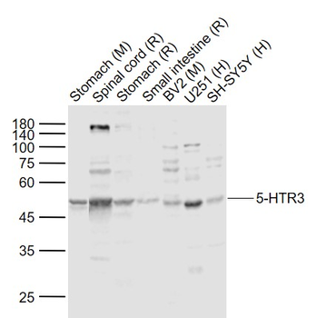 5-HTR3 Rabbit Polyclonal Antibody