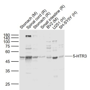 5-HTR3 antibody