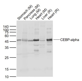 CEBP-alpha antibody