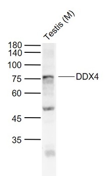 DDX4 antibody