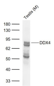 DDX4 antibody