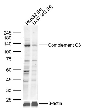 Complement C3 antibody