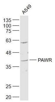 PAWR Rabbit Polyclonal Antibody