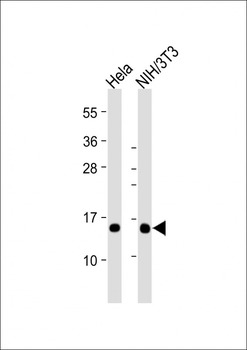 RBX1 Mouse Monoclonal Antibody