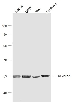 MAP3K8 antibody