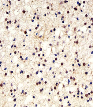 UCHL1/PGP9.5 Mouse Monoclonal Antibody