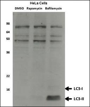LC3 Mouse Monoclonal Antibody