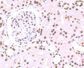 Histone H1.2 Recombinant Rabbit Monoclonal Antibody