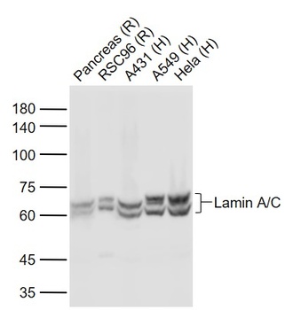 Lamin A antibody