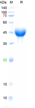 Recombinant protein A