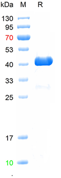 Recombinant human TNF-Alpha protein, GST