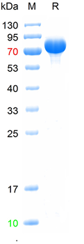 Human Transferrin