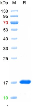 Recombinant human TNF-Alpha protein, C-His