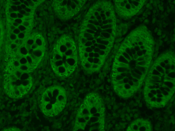 Goat Anti-Mouse IgG H&L, FITC conjugated