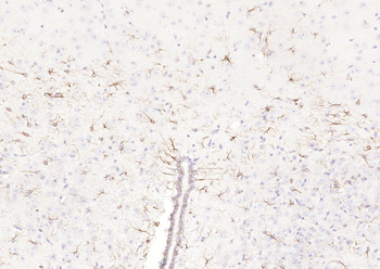 Goat Anti-Rabbit IgG H&L, Biotin conjugated