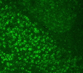 Phospho-GCN2 (Thr899) Rabbit Polyclonal Antibody (FITC)