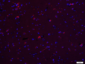 CDKN1B/p27 KIP 1 Rabbit Polyclonal Antibody (PE-Cy7)