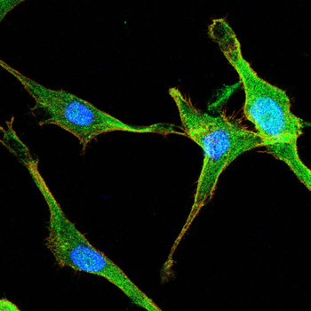 Immunofluorescence analysis of MG-63 cells using ERG antibody (green). Blue: DAPI fluorescent DNA dye. Red: Actin filaments have been labeled with Biorbyt 594-Phalloidin. Cells are fixed in 4% paraformaldehyde at room temperature for 20 minutes. Then, they are permeabilized with a PBS solution containing 0.1% Triton X-100 at room temperature for 15 minutes. Subsequently, the cells are blocked with 10% non - immune goat serum at room temperature for 1 hour. The cells are incubated overnight at 4C with the primary antibody diluted 1:100 in PBS. The secondary antibody, Biorbyt 488 Goat Ant-Rabbit IgG (H&amp;L) (Green), is diluted at a ratio of 1:400 and incubated with the cells for 1 hour. Nuclear DNA is labeled with DAPI (Blue). F-actin is stained with Biorbyt 594-Phalloidin (Red) diluted 1:100 for 30 minutes.