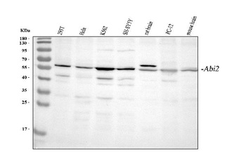 Anti-Abl interactor 2 ABI2 Antibody