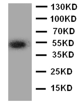 Angiopoietin-related protein 3 ANGPTL3 Antibody