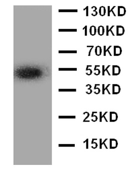 Anti-Angiopoietin-related protein 3 ANGPTL3 Antibody