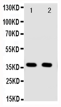Annexin A10/ANXA10 Antibody