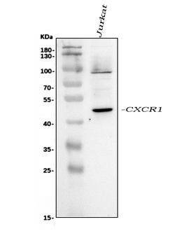Anti-CXCR1 Antibody