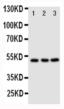 CXCR4 Antibody