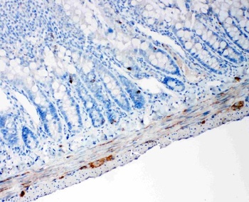 Anti-PC1/3/PCSK1 Antibody