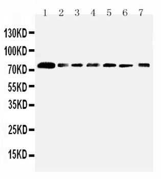 SPARC-like protein 1 SPARCL1 Antibody