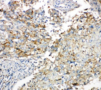 Anti-Connexin 43/GJA1 Antibody