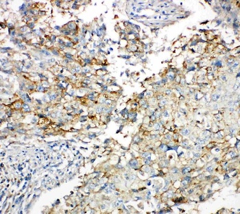 Connexin 43/GJA1 Antibody