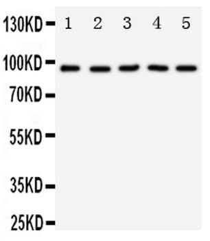 TrkC/NTRK3 Antibody