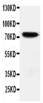 HIF3/HIF3A Antibody