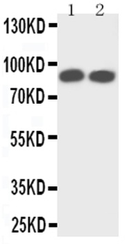 TrkA/NTRK1 Antibody