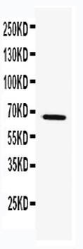 TRAF5 Antibody