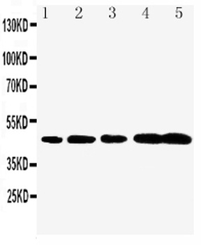 Anti-Caspase-1(P20)/CASP1 Antibody