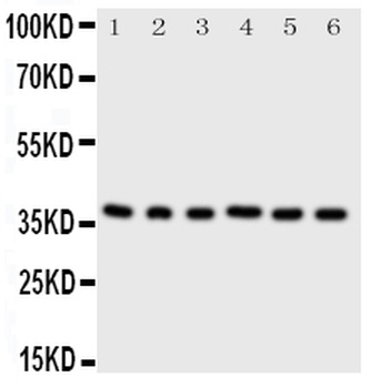 Cyclin-dependent kinase 7 Cdk7 Antibody