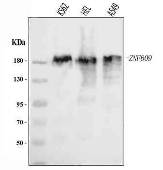 ZNF609 Antibody