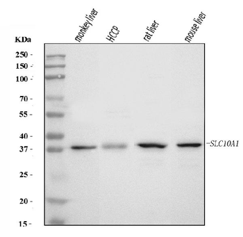 Anti-SLC10A1/NTCP1 Antibody