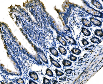 Anti-Sigma1-receptor/SIGMAR1 Antibody