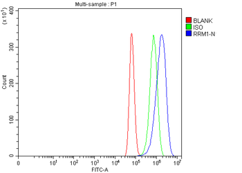 Anti-RRM1 Antibody