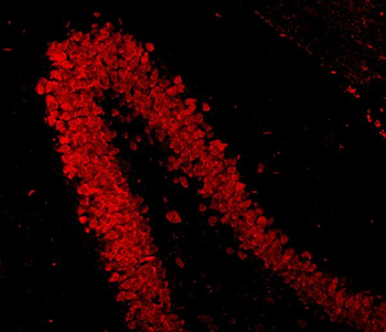Anti-NeuN/Rbfox3 Antibody