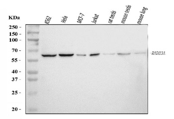 hHR23A/RAD23A Antibody