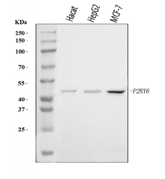 P2Y6/P2RY6 Antibody