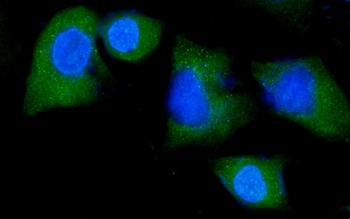 Anti-NEDD4 Antibody