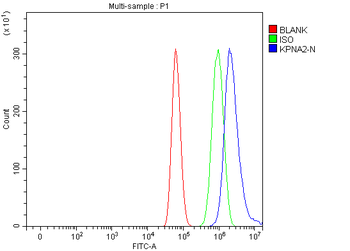 Anti-KPNA2 Antibody