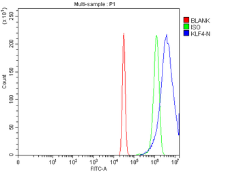 Anti-KLF4 Antibody