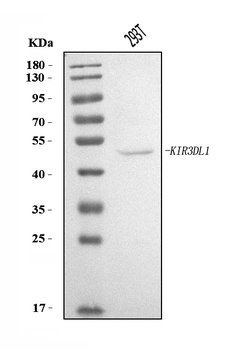 Anti-KIR3DL1 Antibody